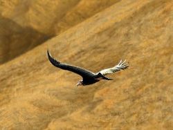 Fakta Burung Raksasa yang Pernah Menghuni Bumi