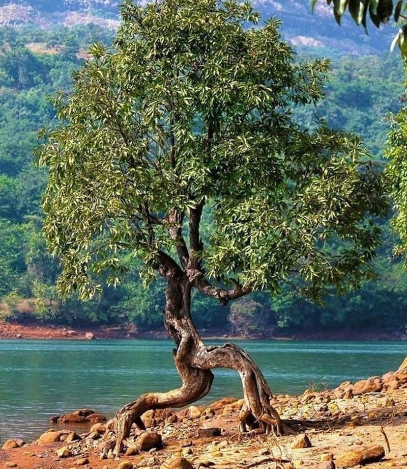 Fenomena Alam yang Lucu dan Membingungkan