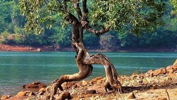 Pohon ini tampak seperti berlari. (Foto: Brightside)