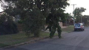 Pohon ini seperti wujud seorang pria yang sedang berdiri di pinggir jalan. (Foto: Brightside)