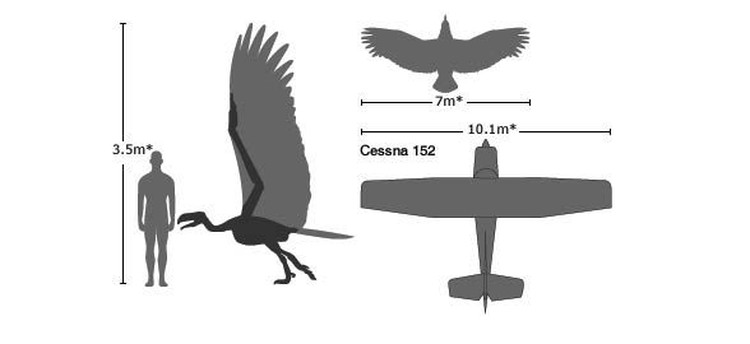 argentavis argentavis