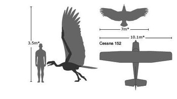Argentavis memiliki berat mencapai 70 kilogram serta lebar sayap 7 meter. Ukuran ini nyaris sama dengan pesawat Cessna 152. Foto: Dinoanimals.com
