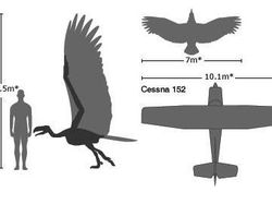 Fakta Burung Raksasa yang Pernah Menghuni Bumi