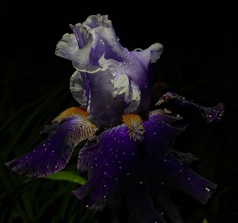 Fenomena Alam yang Lucu dan Membingungkan