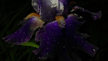 Tetesan air pada bunga ini tampak seperti bintang-bintang di malam hari. (Foto: Brightside)