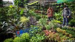 Geliat Penjual Tanaman Hias Panen Rezeki di Tengah Pandemi