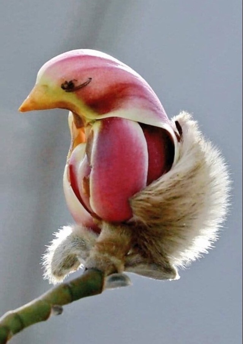 Fenomena Alam yang Lucu dan Membingungkan