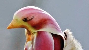 Bentuk bunga yang mirip dengan burung. (Foto: Brightside)