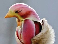 Potret Fenomena Alam yang Lucu dan Membingungkan