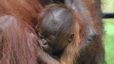 Kenalkan! Ini Fitri Bayi Orang Utan Kalimantan