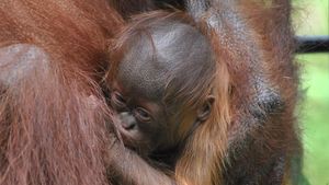 Kenalkan! Ini Fitri Bayi Orang Utan Kalimantan
