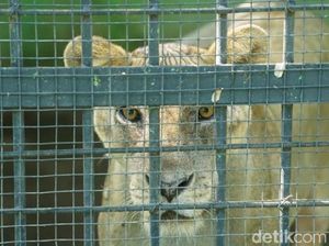 Taman Satwa Taru Jurug Solo Bersiap Hadapi New Normal
