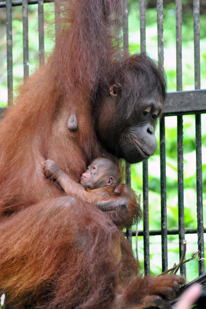 KELAHIRAN BAYI ORANGUTAN KALIMANTAN Seekor induk Orangutan Kalimantan (Pongo pygmaeus) menggendong dan menyusui anaknya yang baru lahir di dalam kandang di Taman Safari Indonesia (TSI), Cisarua, Kabupaten Bogor, Jawa Barat, Rabu (27/5/2020). Bayi Orangutan Kalimantan yang lahir di Lembaga Konservasi TSI Bogor pada Minggu (25/5/2020) tersebut diberi nama Fitri oleh Menteri Lingkungan Hidup dan Kelautan Siti Nurbaya karena bertepatan dengan suasana Hari Raya Idul Fitri 1441 H. ANTARA FOTO/Arif Firmansyah/aww.