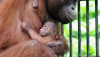 Seekor induk Orangutan Kalimantan (Pongo pygmaeus) menggendong dan menyusui anaknya yang baru lahir di dalam kandang di Taman Safari Indonesia (TSI), Cisarua, Kabupaten Bogor, Jawa Barat, Rabu (27/5/2020).