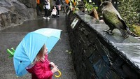 Seorang anak melihat-lihat beragam satwa yang berada di Kebun Binatang Auckland, Selandia Baru, yang kembali dibuka untuk umum.