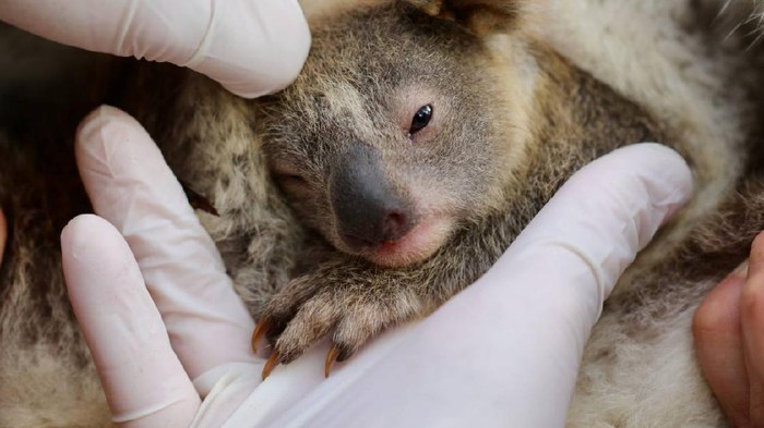 Bayi koala pertama yang lahir setelah kebakaran hutan hebat di australia