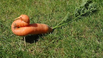 unik! wortel dengan bentuk menyerupai bebek. (Foto: Brightside)