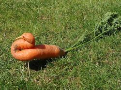 Potret Fenomena Alam yang Lucu dan Membingungkan