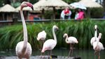Kebun Binatang di Selandia Baru Kembali Dibuka untuk Umum