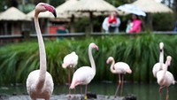 Selain itu, bagi pengunjung yang hendak berwisata ke kebun binatang tersebut juga diwajibkan untuk memesan tiket secara online dan menggunakan sistem antrean visual untuk memungkinkan pelacakan kontak dan memastikan jumlah penumpang yang datang ke kebun binatang tersebut.