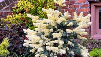 Tanaman blue spruce yang tumbuh putih bukannya biru (Foto: Brightside)