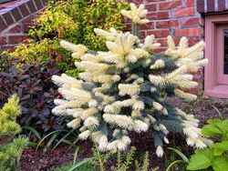 Potret Fenomena Alam yang Lucu dan Membingungkan