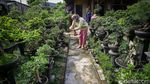 Geliat Penjual Tanaman Hias Panen Rezeki di Tengah Pandemi
