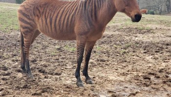 Kuda atau zebra ya? (Foto: Brightside)