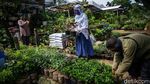 Geliat Penjual Tanaman Hias Panen Rezeki di Tengah Pandemi