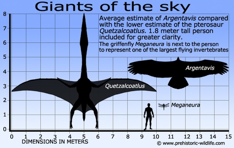 argentavis argentavis