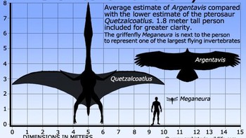 Meski tubuhnya besar, Argentavis bisa terbang. Dia bergantung pada arus udara yang akan memberikan daya angkat, melebarkan sayapnya, membiarkan arus angin mengangkatnya, baru bisa terbang seperti pesawat layang. Foto: Prehistoric-wildlife.com