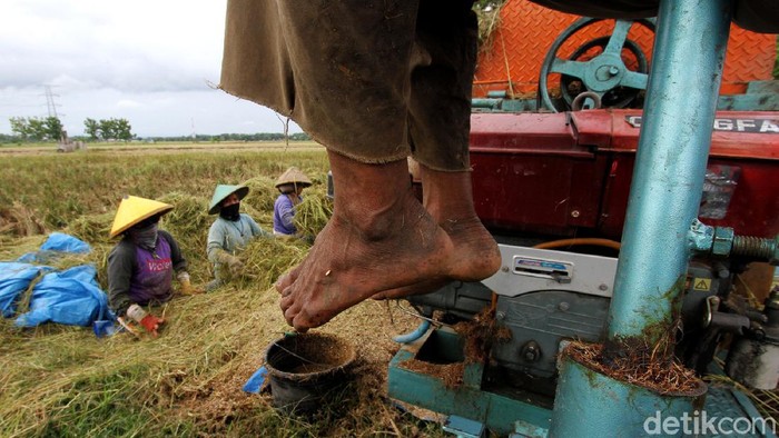 Melihat Aktivitas Buruh Tani Sragen Garap Sawah di Sukoharjo Sejumlah buruh tani dari kabupaten Sragen tampak sibuk menggarap sawah di Sragen. Belasan buruh tani itu diketahui memanen gabah dengan upah Rp 60 ribu per hari