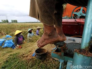 Melihat Aktivitas Buruh Tani Sragen yang Garap Sawah di Sukoharjo
