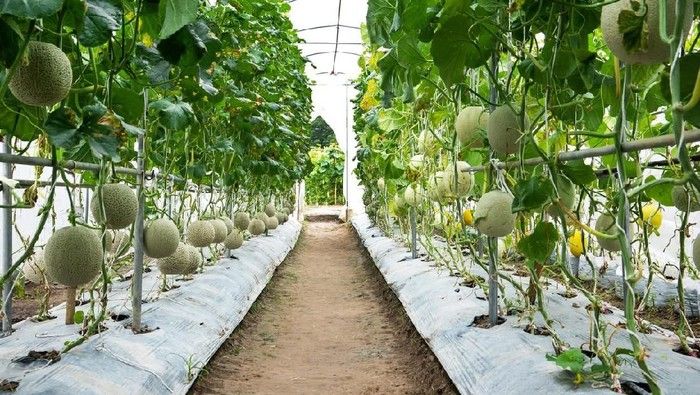 Melon Yubari tak lagi jadi buah termahan di Jepang