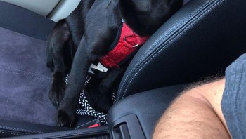 Aku baru mengadopsi anjing ini. Namnya Tucker dia adalah anjing yang pintar. (Foto: Boredpanda)