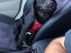 Kumpulan Foto Tatapan Hewan ke Pemiliknya Bikin Meleleh