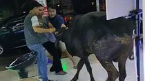 Viral Sapi Nyelonong ke Toko HP di Kudus