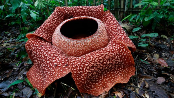 Tumbuhan parasit, Bunga Rafflesia adalah bunga tunggal terbesar di dunia. Bunga ini asli dari hutan hujan tropis Sumatera, Indonesia. Namun, bunga itu juga dapat ditemukan di Thailand, Filipina dan Malaysia. Tumbuhan ini dapat membesar hingga berdiameter 1,2 meter dengan berat 10 kilogram.