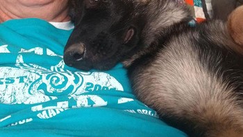 Zoey yang tak kenal dengan social distancing (Foto: Boredpanda)