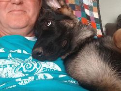 Kumpulan Foto Tatapan Hewan ke Pemiliknya Bikin Meleleh