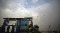 Sekitar 50.000 hektare lahan pertanian di India dikabarkan telah hancur oleh serangan belalang. Dikhawatirkan India akan menghadapi kekurangan pangan terburuk sejak 1993. AP Photo/Deepak Sharma.