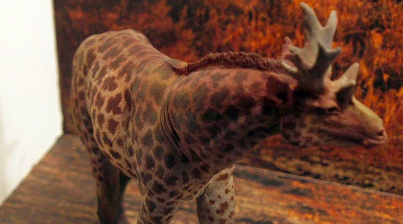 megafauna