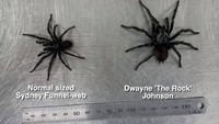 Laba-laba berwarna hitam ini pun diberi nama Dwayne The Rock Johnson. Ukurannya memang jauh lebih besar dari Sydney Funnel-Web Spider sejenisnya. (dok. The Australian Reptile Park)