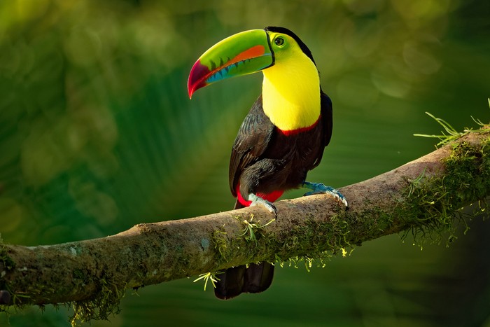 Keel-billed Toucan - Ramphastos sulfuratus  also known as sulfur-breasted toucan or rainbow-billed toucan, Latin American member of the toucan family, national bird of Belize.