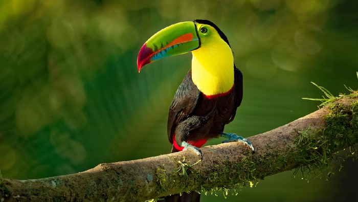 Keel-billed Toucan - Ramphastos sulfuratus  also known as sulfur-breasted toucan or rainbow-billed toucan, Latin American member of the toucan family, national bird of Belize.