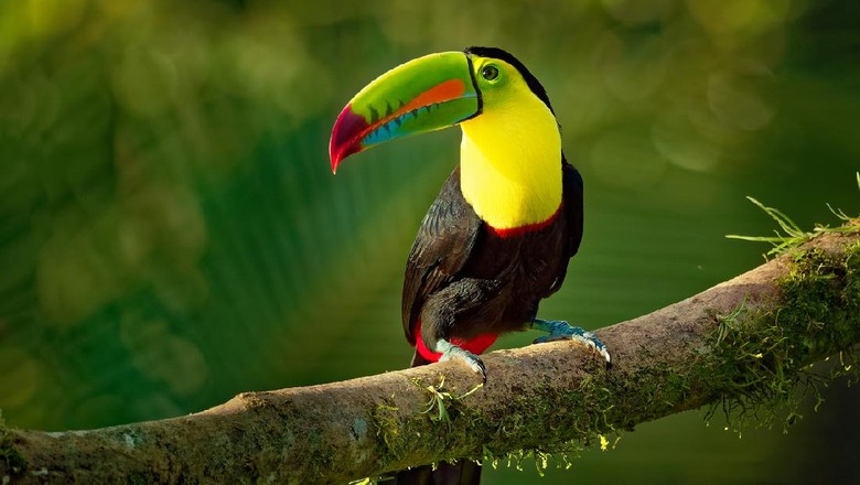 Burung tukan di Belize zoo Keel-billed Toucan - Ramphastos sulfuratus also known as sulfur-breasted toucan or rainbow-billed toucan, Latin American member of the toucan family, national bird of Belize.