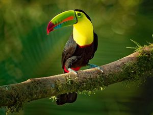 Belize yang Juga Membuka Gerbang Internasionalnya