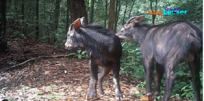 Kambing Hutan Sumatra