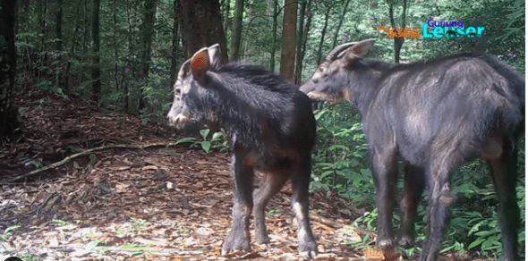 Kambing Hutan Sumatra