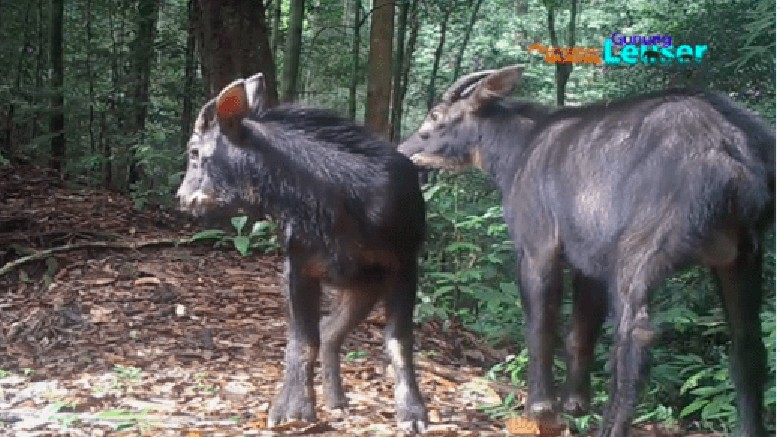  Langka  Kambing Hutan Sumatera Terlihat Lagi di TN Gunung  